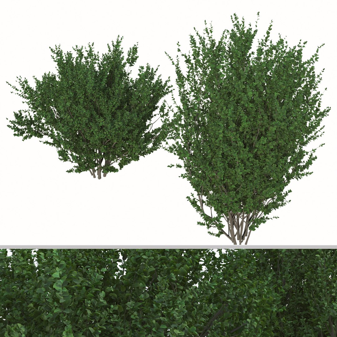 Set of Buxus sempervirens or Boxwood Shurb 3D https://p.turbosquid.com/ts-thumb/VT/kI0JKa/J7/04/jpg/1665064974/1920x1080/fit_q87/f4de234a676f9b600aafee3a8acdfca329b73658/04.jpg