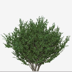 Set of Buxus sempervirens or Boxwood Shurb 3D