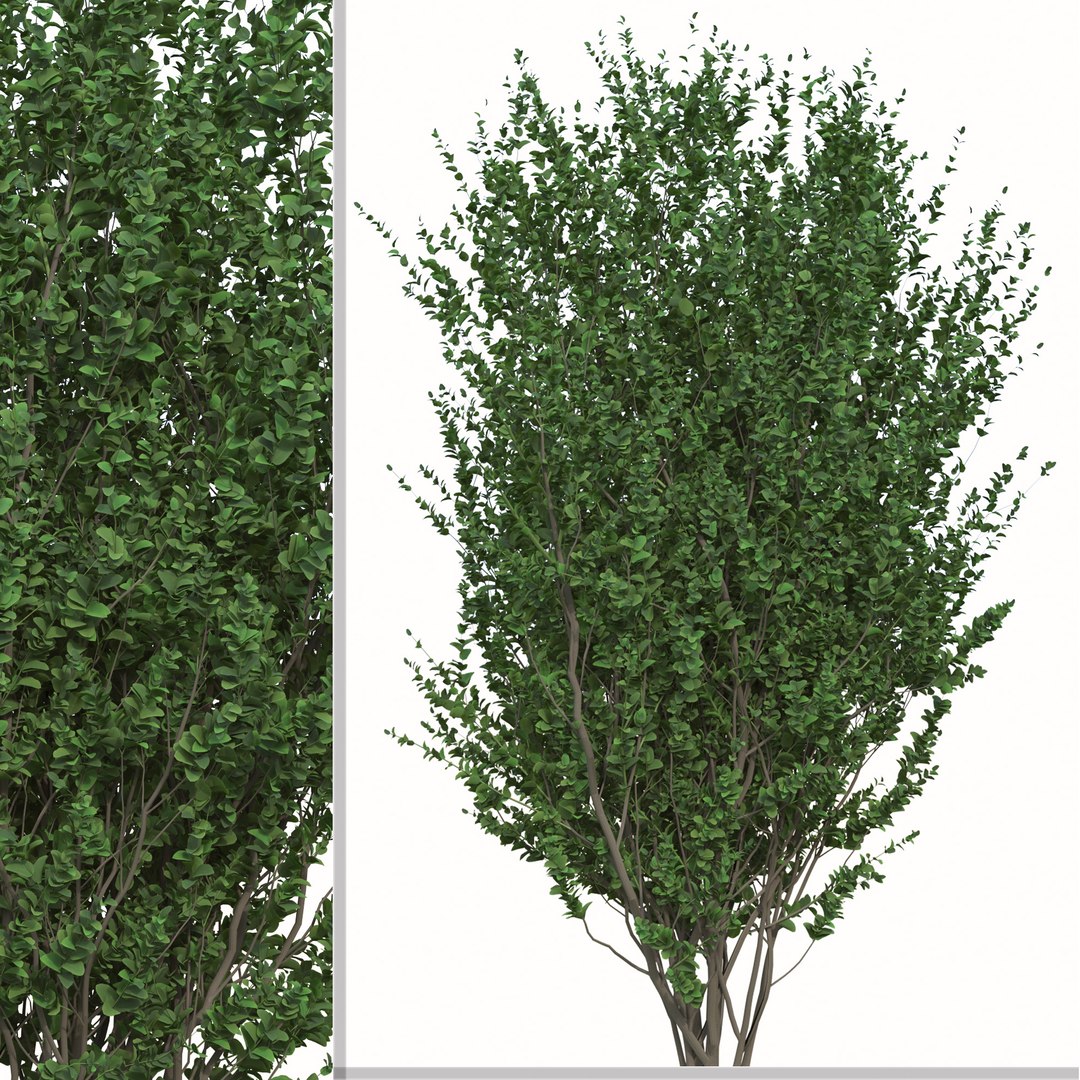 Set of Buxus sempervirens or Boxwood Shurb 3D https://p.turbosquid.com/ts-thumb/VT/kI0JKa/jy/03/jpg/1665065000/1920x1080/fit_q87/cf3d214d5981745e0daa206805faaad6a45e3047/03.jpg