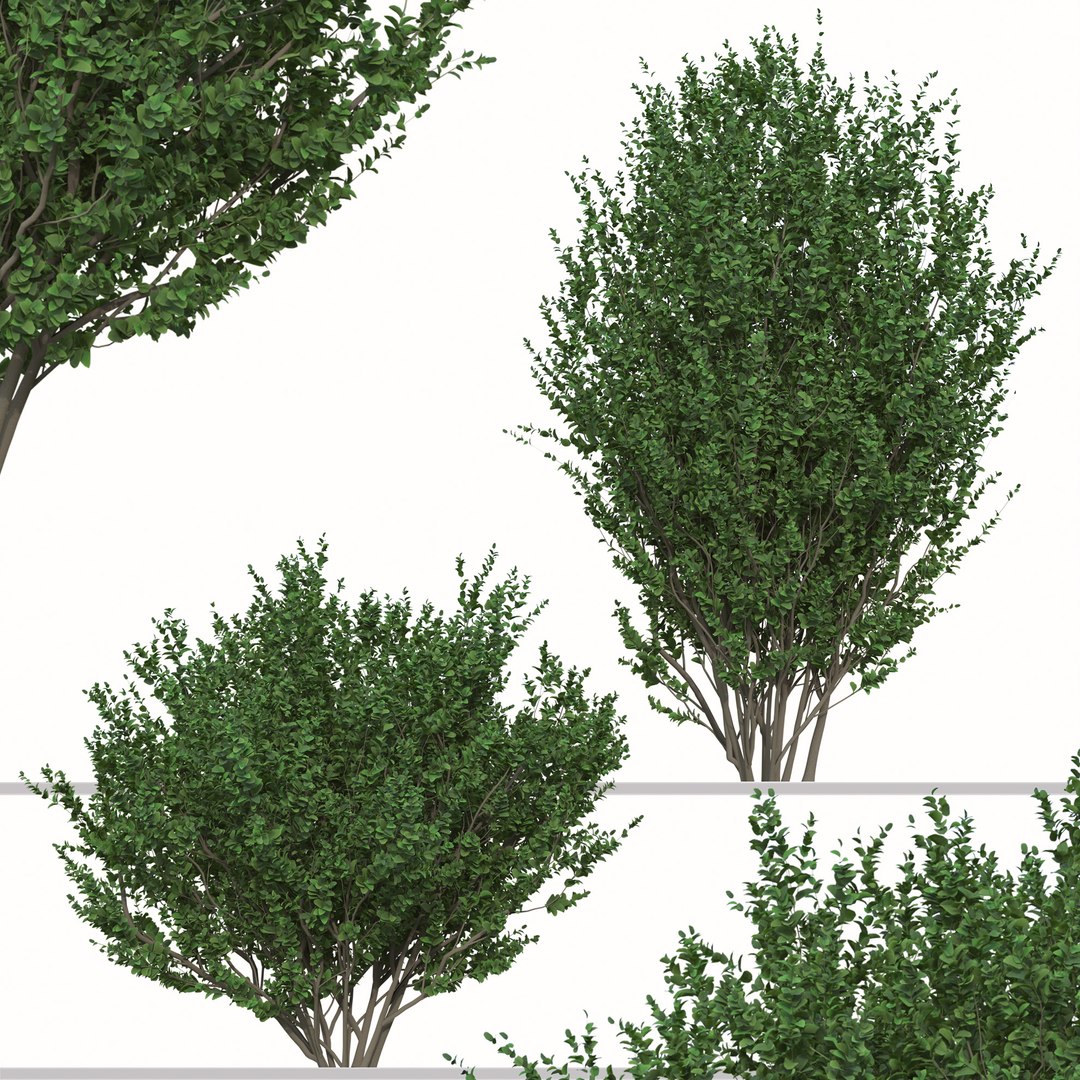Set of Buxus sempervirens or Boxwood Shurb 3D https://p.turbosquid.com/ts-thumb/VT/kI0JKa/l6/01t0/jpg/1665065065/1920x1080/fit_q87/88afb8a93a37ca5058c310380493ea21fede8034/01t0.jpg