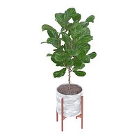 Ficus pandurata