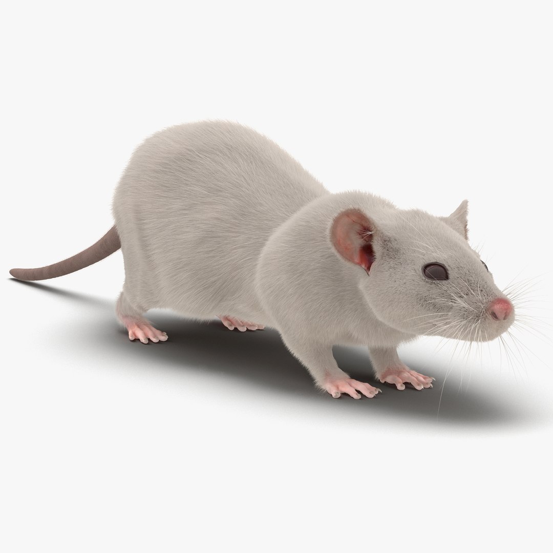 White Rat 3D model preview
