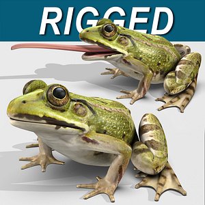 Green Frog