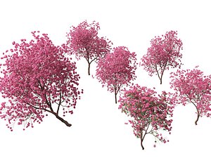 3D Handroanthus impetiginosus - Pink Trumpet Tree model