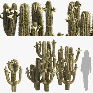 3D Saguaro Cactus Cluster of Arizona