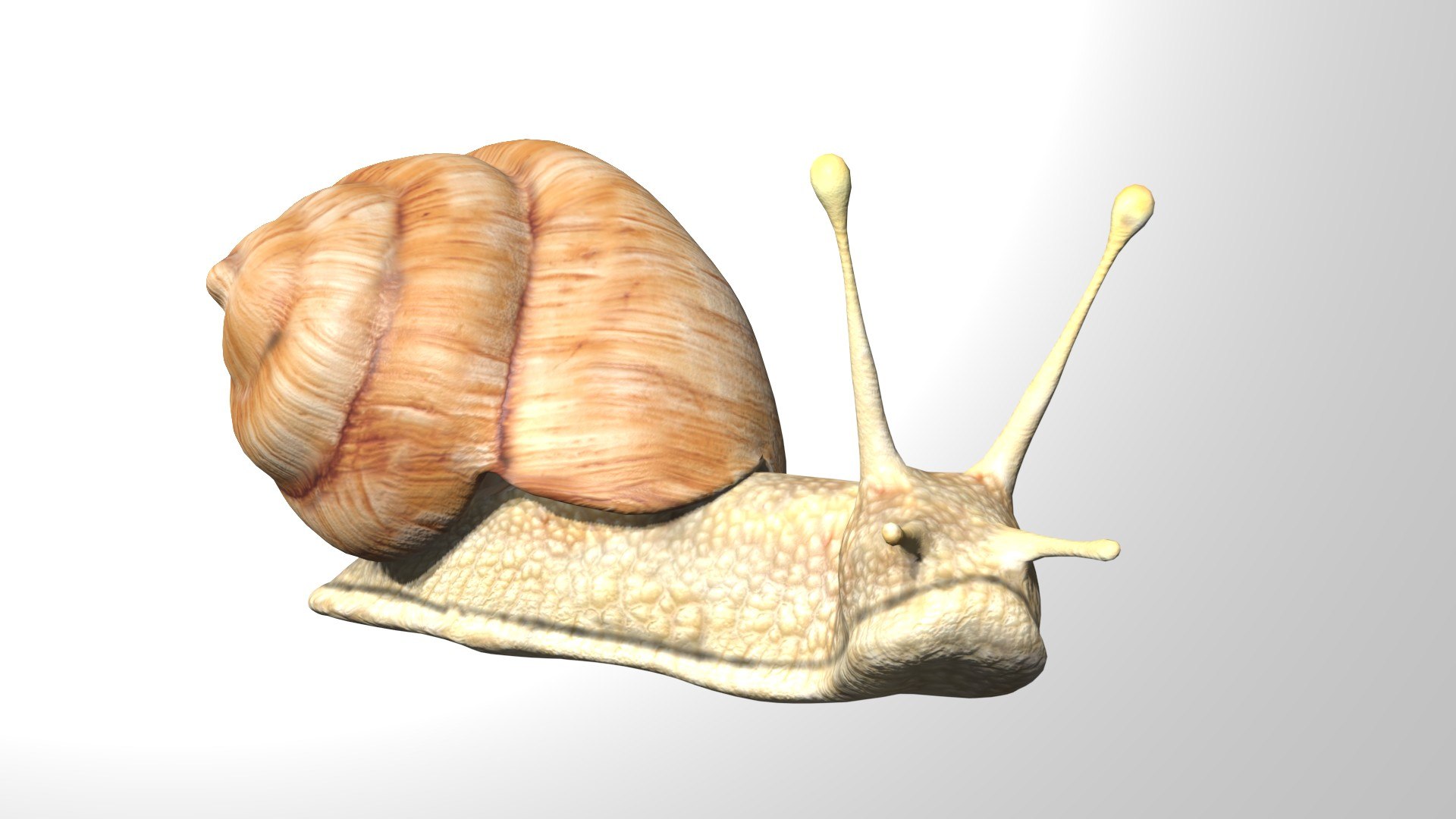 Rigged Snail 3D model - TurboSquid 1780697