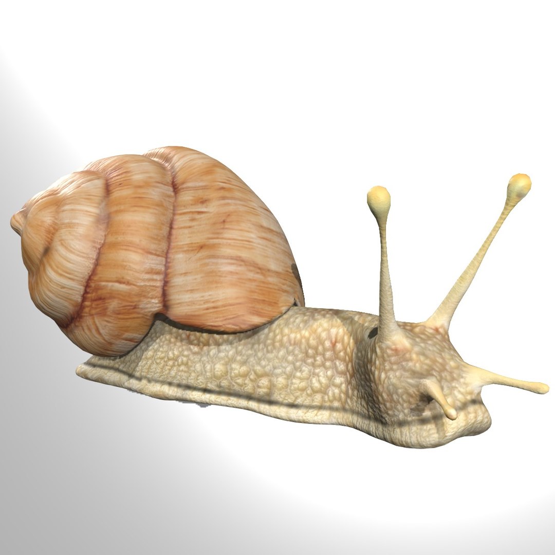 Rigged Snail 3D model - TurboSquid 1780697