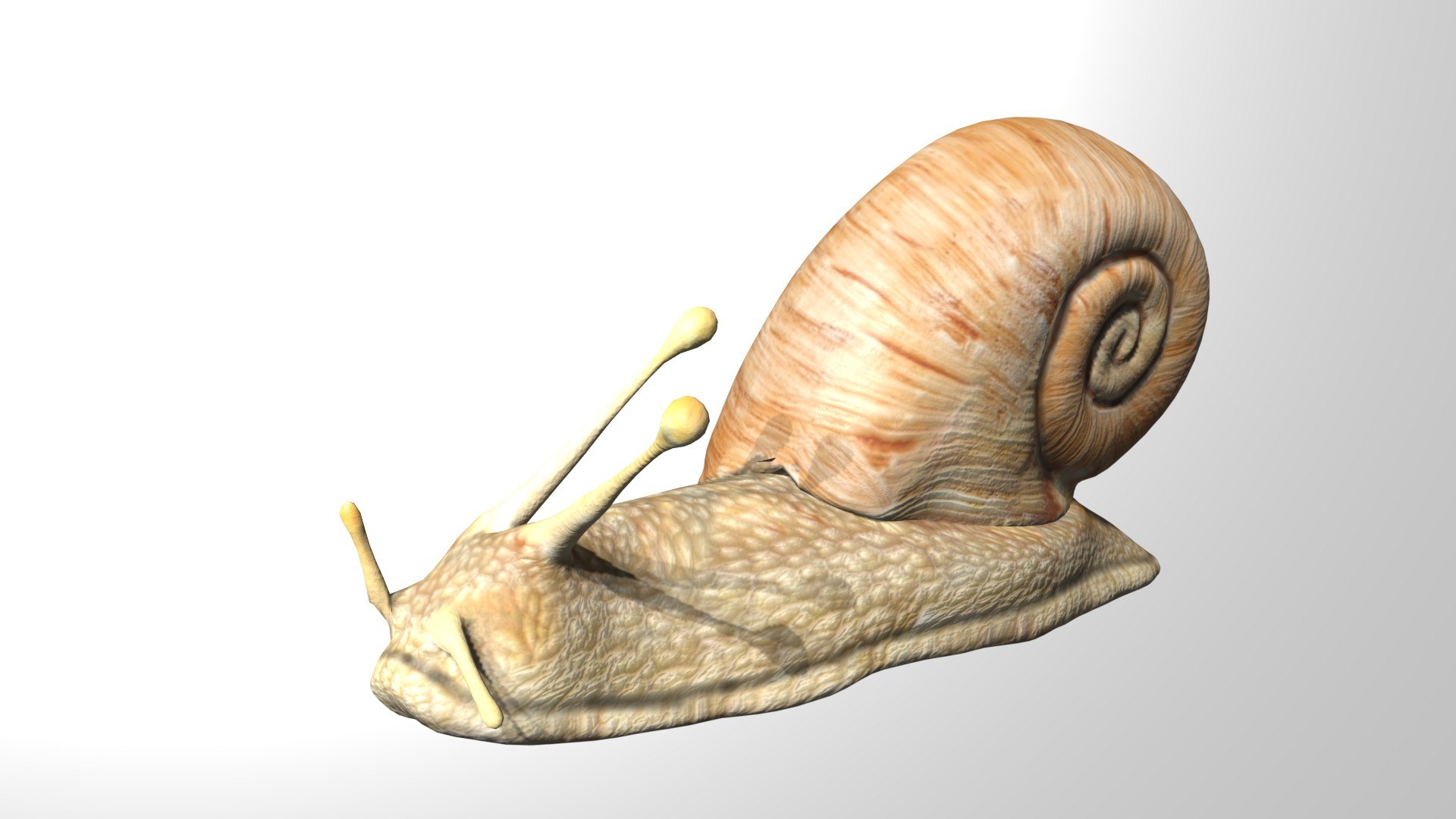 Rigged Snail 3D model - TurboSquid 1780697