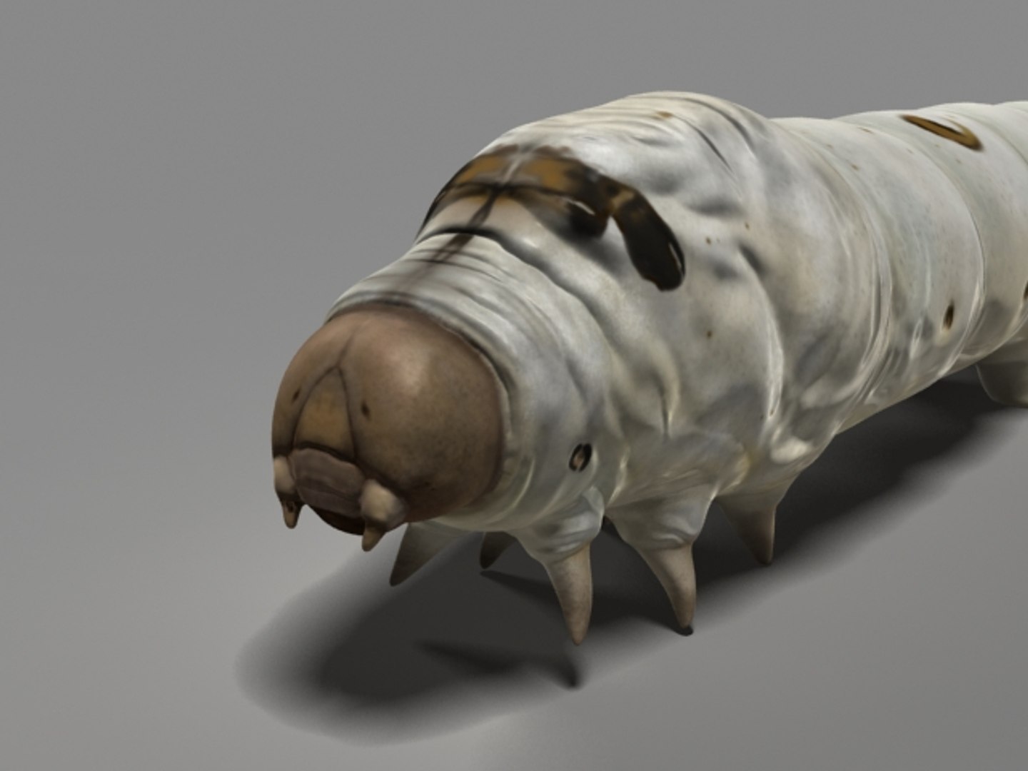 silk worm silkworm max