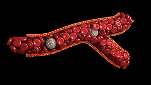 Small Branching Vessel with Erythrocytes and Leukocytes