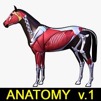 Horse Anatomy v.1