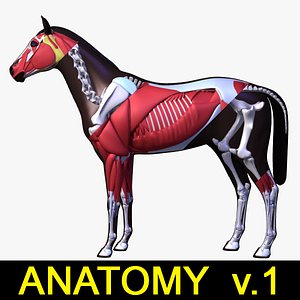 Horse Anatomy v.1