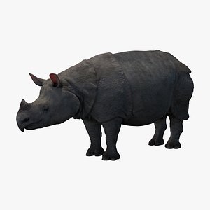 3D javan rhinoceros rhino model