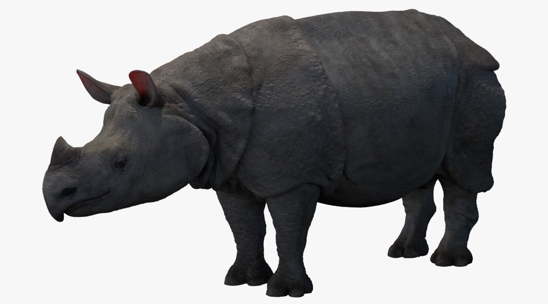 3D Javan Rhinoceros Rhino Model - TurboSquid 1239887
