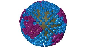 3d model of inflenza