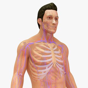 Natural body with Skeleton and Arteries and veins 3D model