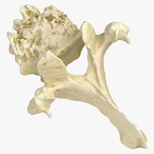 Pavian Monkey Male Thoracic Vertebrae TH3