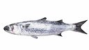 Mullet Fish
