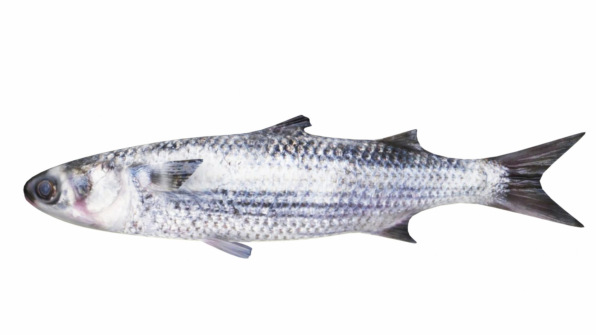 Fish 14 in 1 -Saltwater Fish 3D model https://p.turbosquid.com/ts-thumb/VU/tGlyFZ/az/mullet1/jpg/1742514270/1920x1080/fit_q87/1fa624a93b14895f1f25eae69ab76ef3cb5712d8/mullet1.jpg