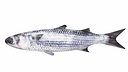 Mullet Fish