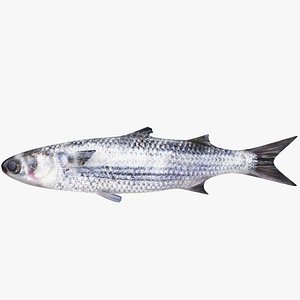 Mullet Fish 3D model