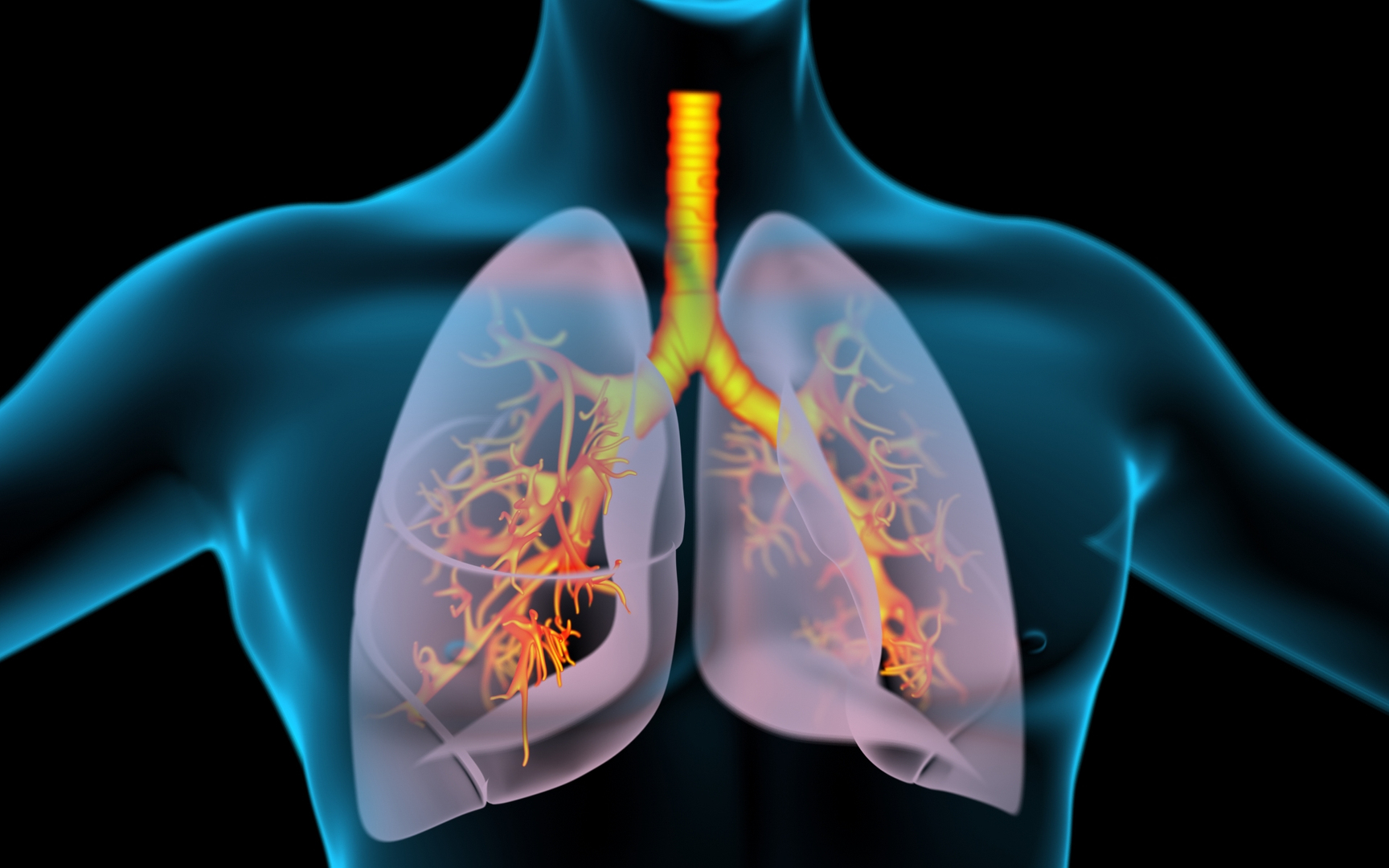 3D Lungs X-Ray model https://p.turbosquid.com/ts-thumb/VU/up1TsB/87/xray_360/jpg/1669585551/1920x1080/turn_fit_q99/4b69636a5f52088ab60ff2fd4a4266e9d5995c63/xray_360-1.jpg
