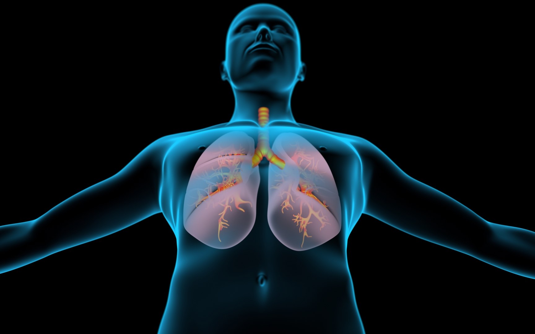 3D Lungs X-Ray model https://p.turbosquid.com/ts-thumb/VU/up1TsB/LL/04_x/jpg/1669586024/1920x1080/fit_q87/9b52347a2c3c9dce715215059bdee5c21b0bc02d/04_x.jpg