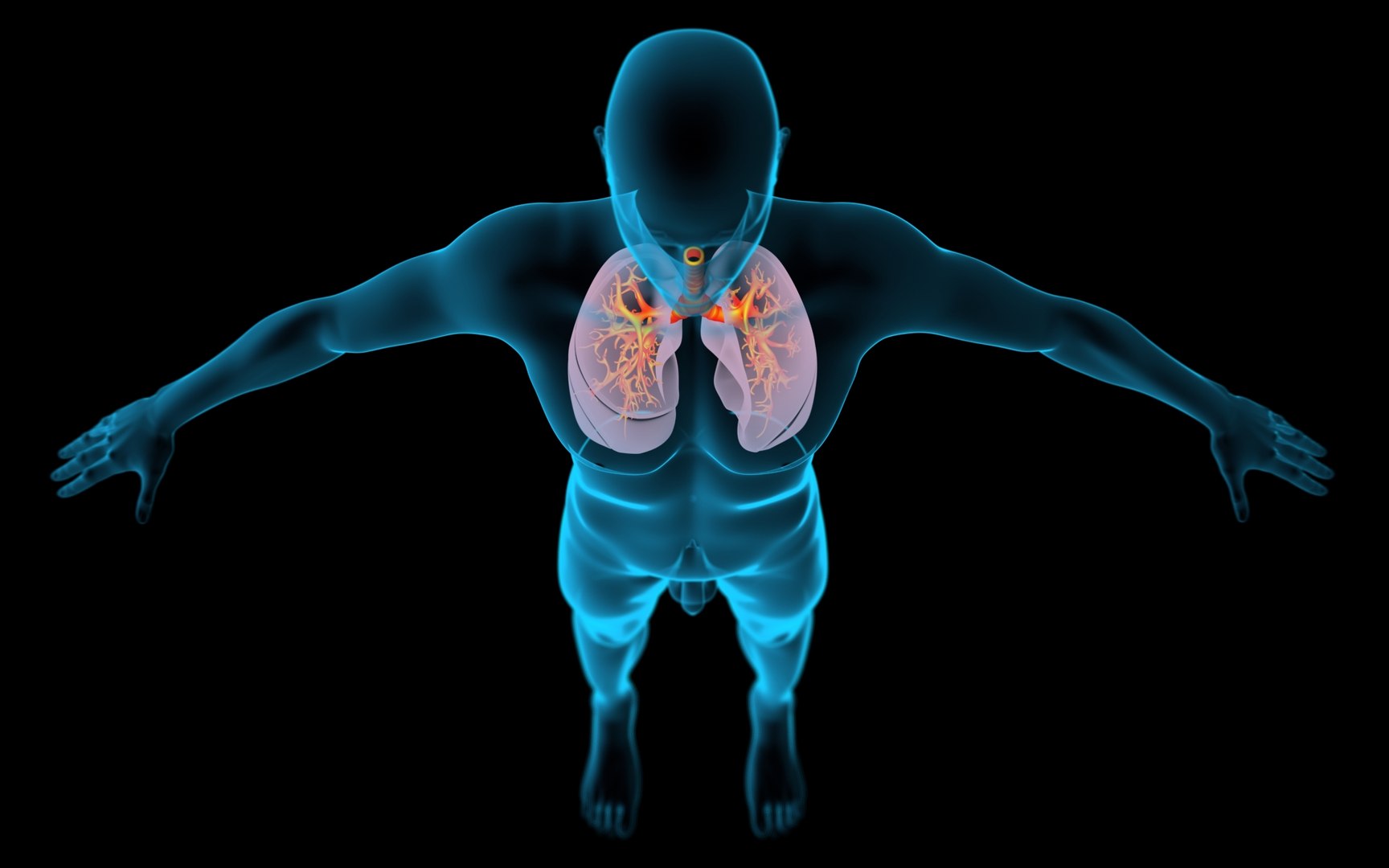 3D Lungs X-Ray model https://p.turbosquid.com/ts-thumb/VU/up1TsB/aK/01_x/jpg/1669586022/1920x1080/fit_q87/ab8336c86ca681def85abf5010c8c545a0ac5e63/01_x.jpg