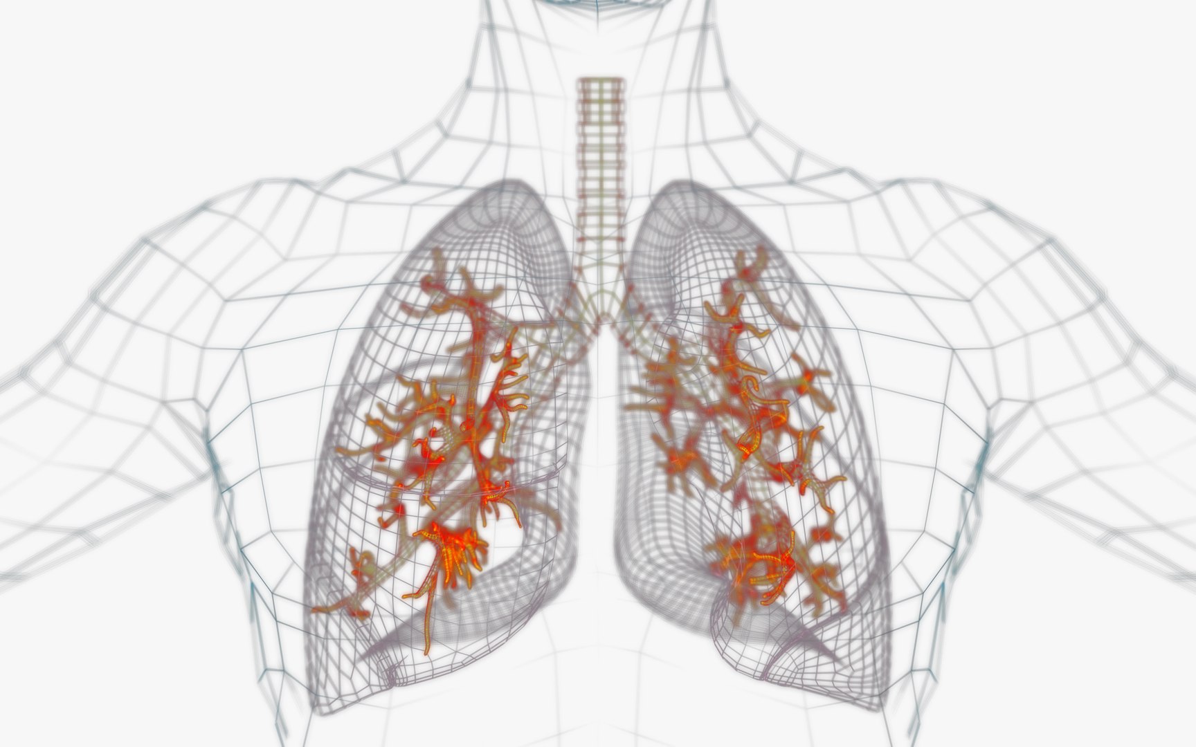 3D Lungs X-Ray model https://p.turbosquid.com/ts-thumb/VU/up1TsB/g2/wire_x/jpg/1669586025/1920x1080/fit_q87/83d506b09746bc18e0b4bc7cd6bc45c3912e36d3/wire_x.jpg