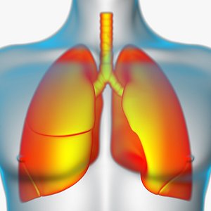 3D Lungs X-Ray model