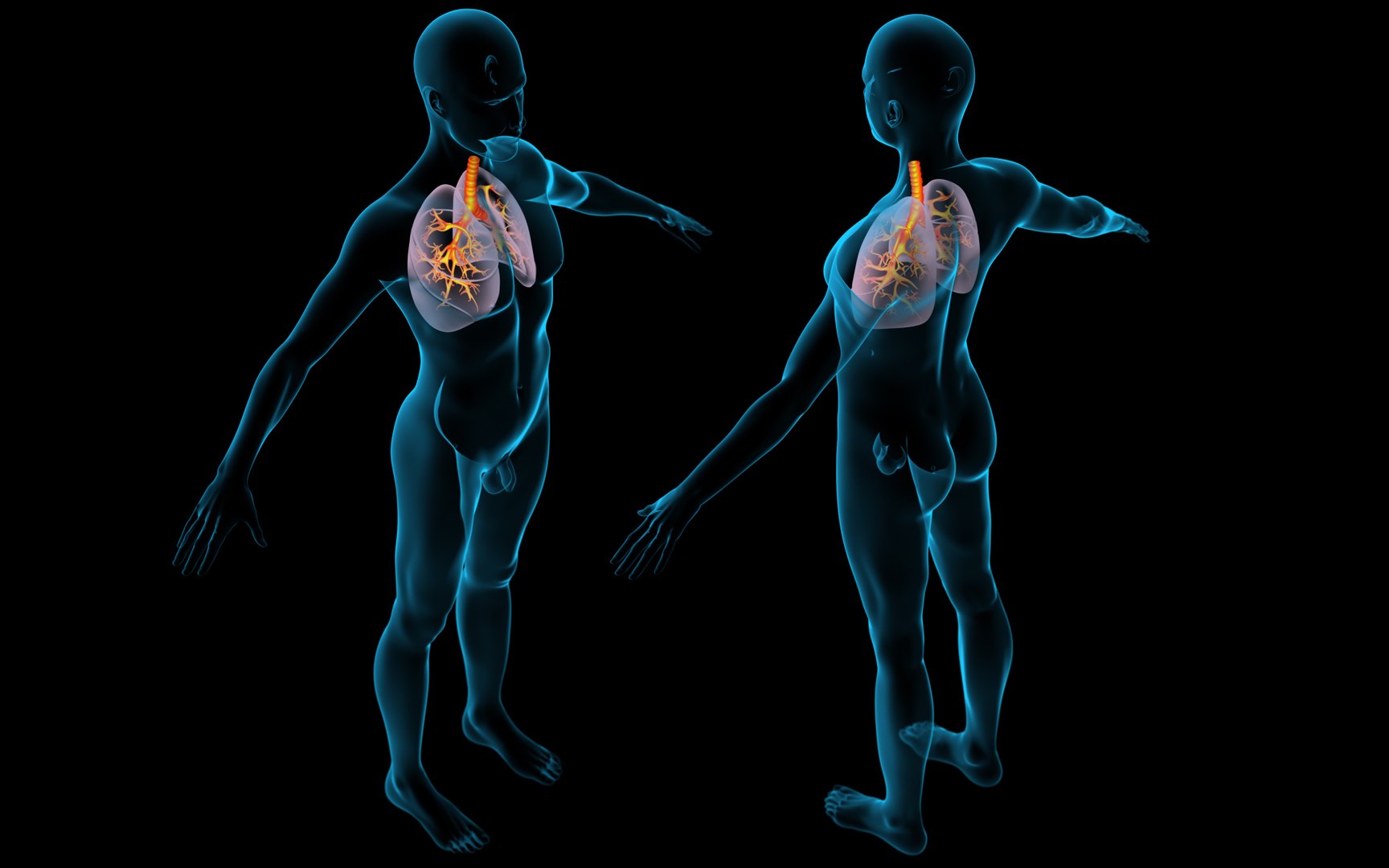 3D Lungs X-Ray model https://p.turbosquid.com/ts-thumb/VU/up1TsB/rA/man/jpg/1669586022/1920x1080/fit_q87/c21dcc1a5cdf8c4527d0d40e2a3a2955bfb73eea/man.jpg