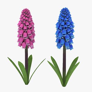 jacinto-uva flower 3D model