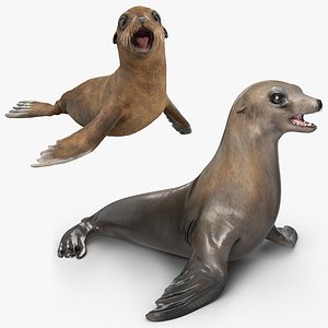 Sea Lion and Baby Rigged Collection for Maya