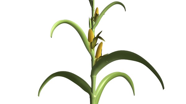 obj maize plant