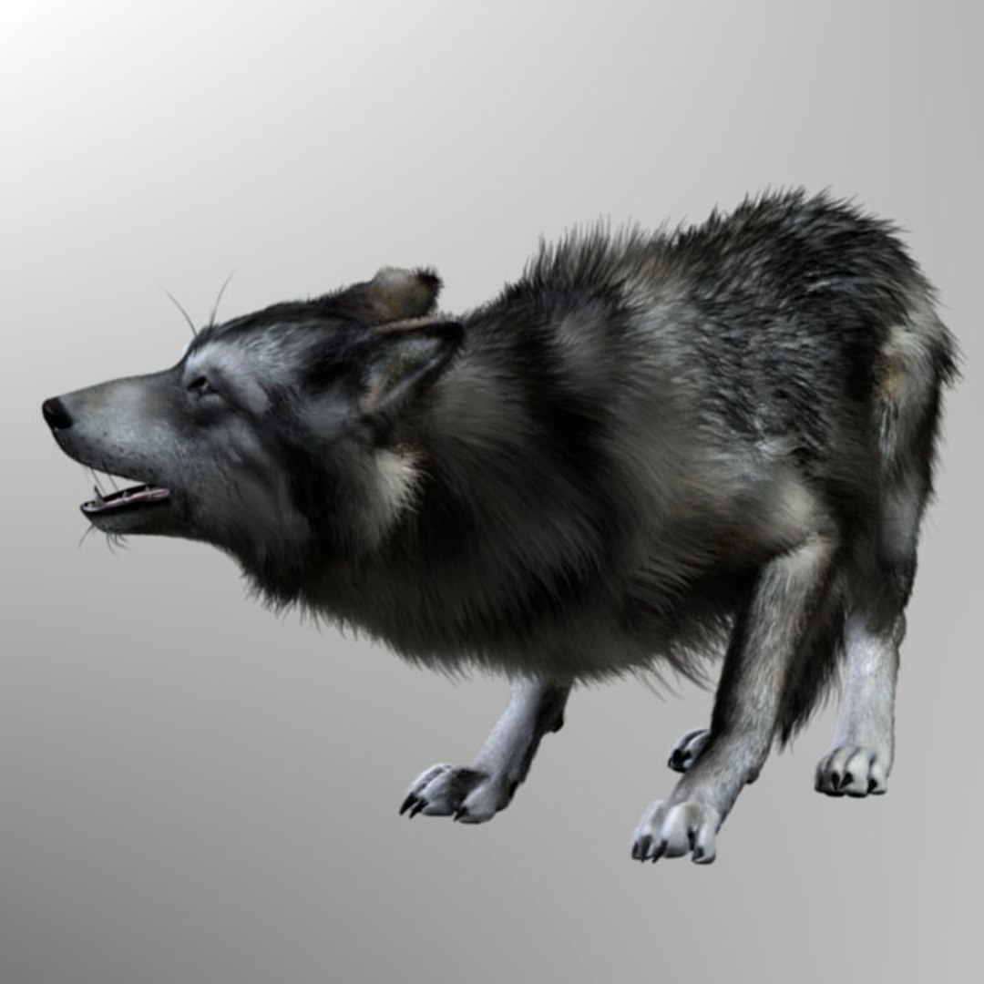 xsi photorealistic wolf canis animation https://p.turbosquid.com/ts-thumb/VV/RBpmUh/L5bcG6VQ/canishd2_preview0003/jpg/1299110136/1920x1080/fit_q87/ccb208c63f10177fc3953132414839c3b7f9f331/canishd2_preview0003.jpg