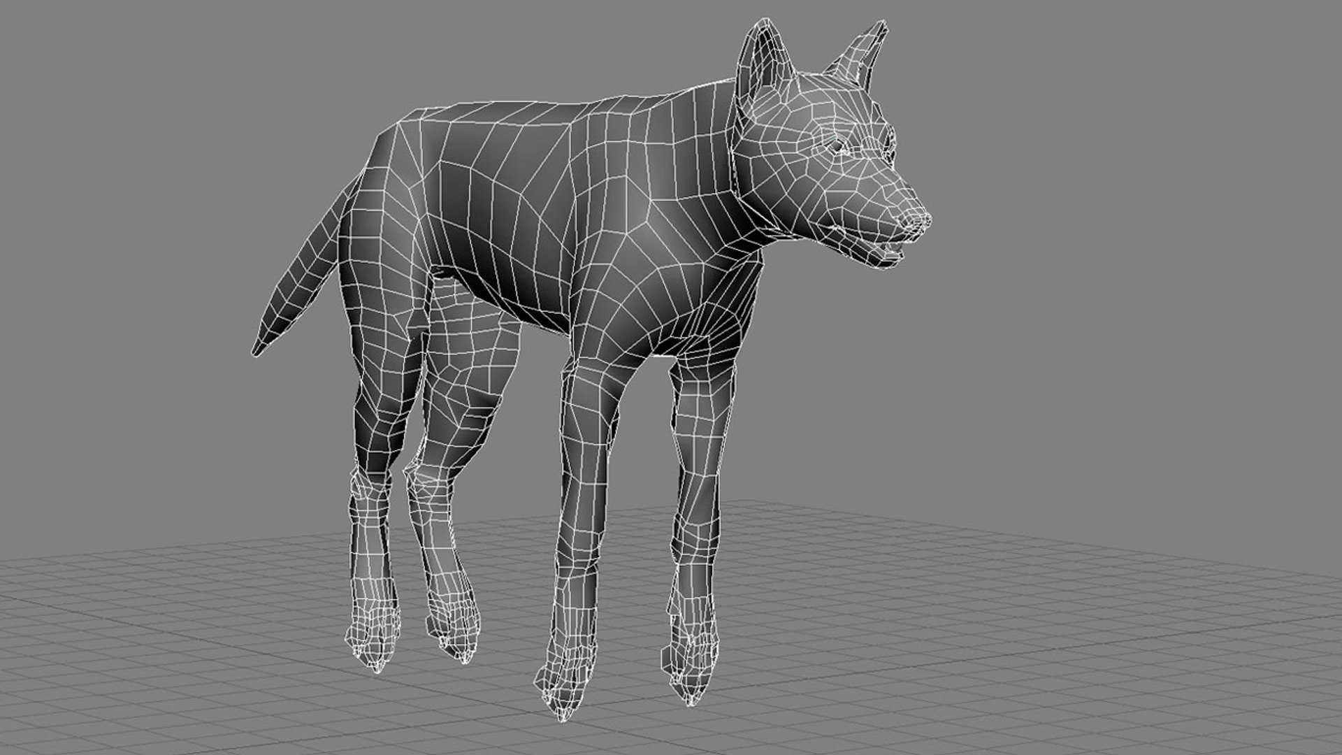 xsi photorealistic wolf canis animation https://p.turbosquid.com/ts-thumb/VV/RBpmUh/cNE8SpXs/wirehd_01/jpg/1299111915/1920x1080/fit_q87/d4c9e881acec68cd81a5f3996895e56feda46348/wirehd_01.jpg