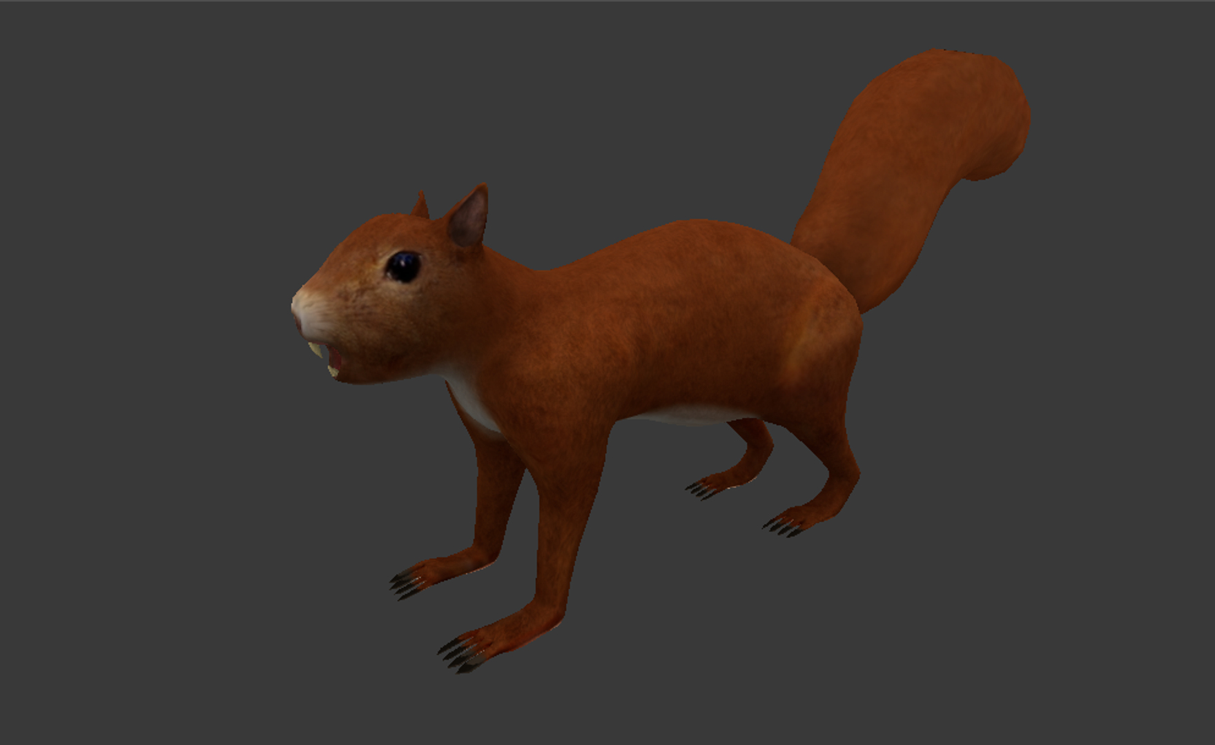 Squirrel 3D model - TurboSquid 1171105