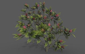 Grevillea Plant