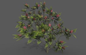 Grevillea Plant