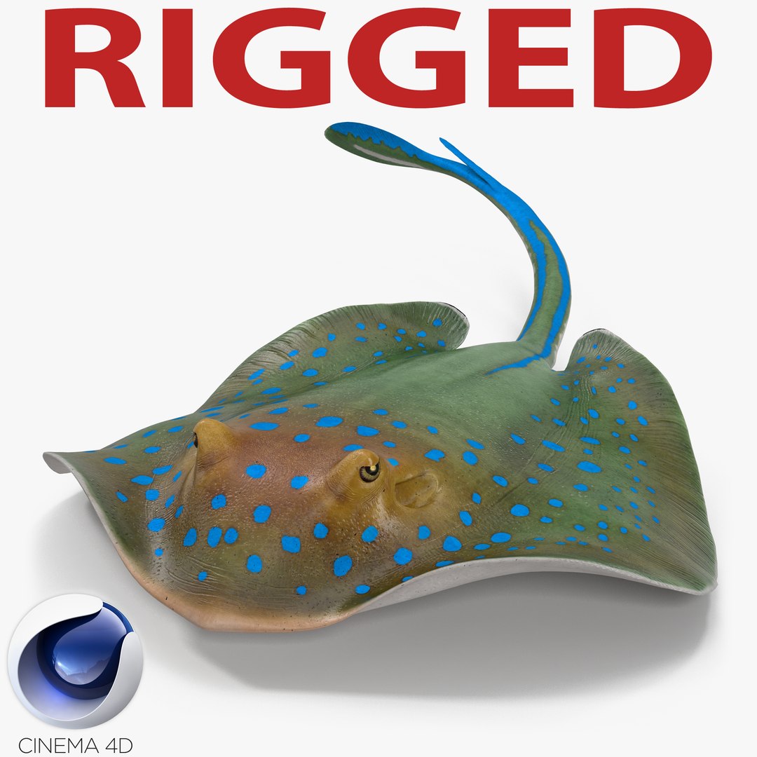 Blue Spotted Stingray Rigged for Cinema 4D 3D Model 3D model preview