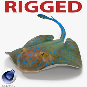 c4d blue spotted stingray rigged