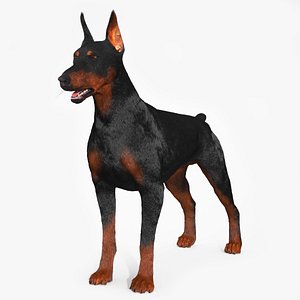 3D Doberman Pinscher Fur model