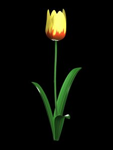 maya yellow tulip