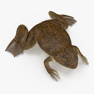 African Claw-toe Frog Sits Pose 3D model