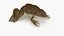 Pose de rana africana con punta de garra
