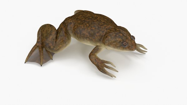 modelo 3d Pose de rana africana con punta de garra - TurboSquid 2133275