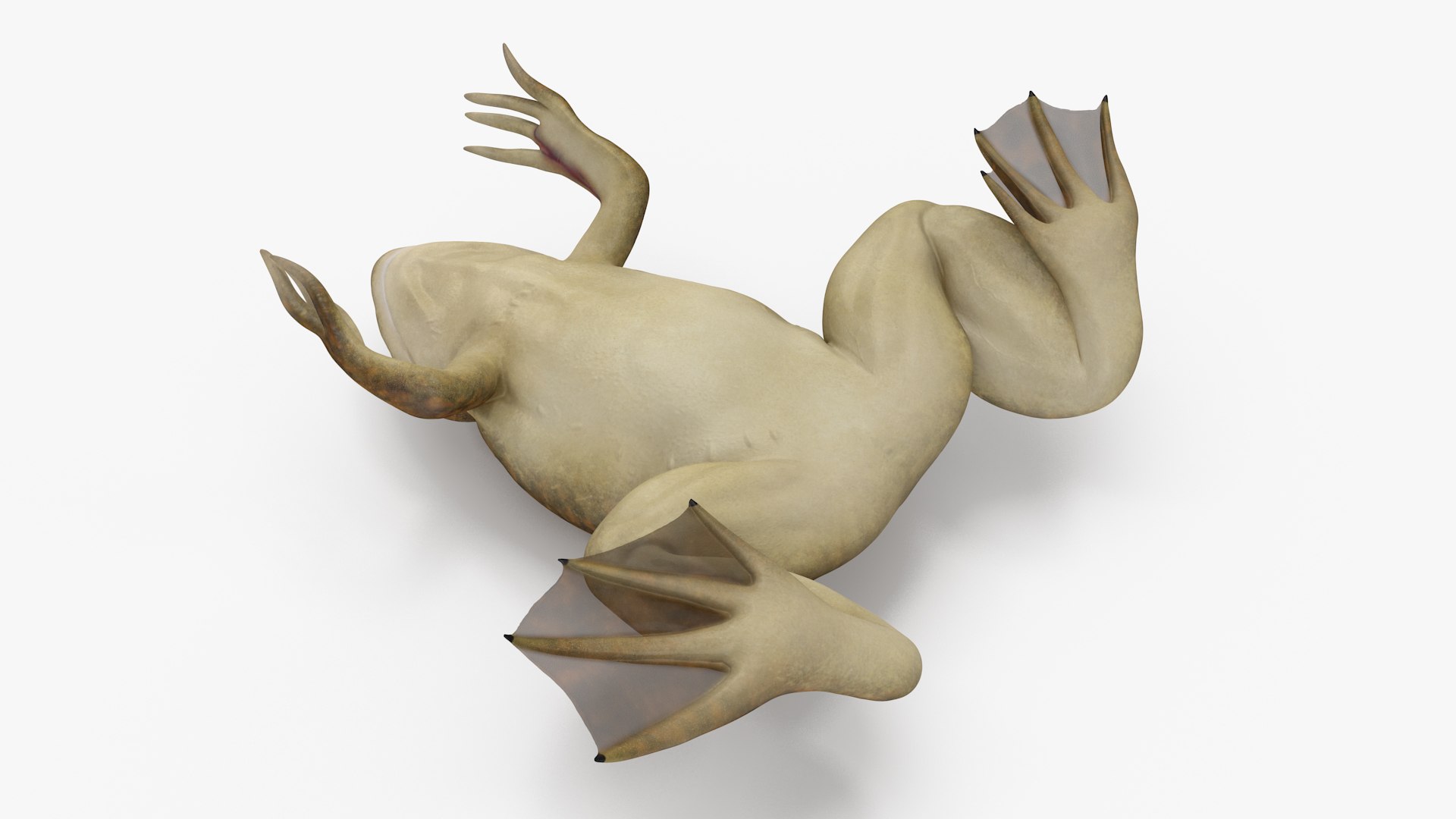 African Claw-toe Frog Sits Pose 3D model https://p.turbosquid.com/ts-thumb/VW/K7b6kM/ag/africanclawtoefrogsitspose3dsmodel011/jpg/1696020338/1920x1080/fit_q87/fb61afa578205405e6b6e97c830b373077da2478/africanclawtoefrogsitspose3dsmodel011.jpg