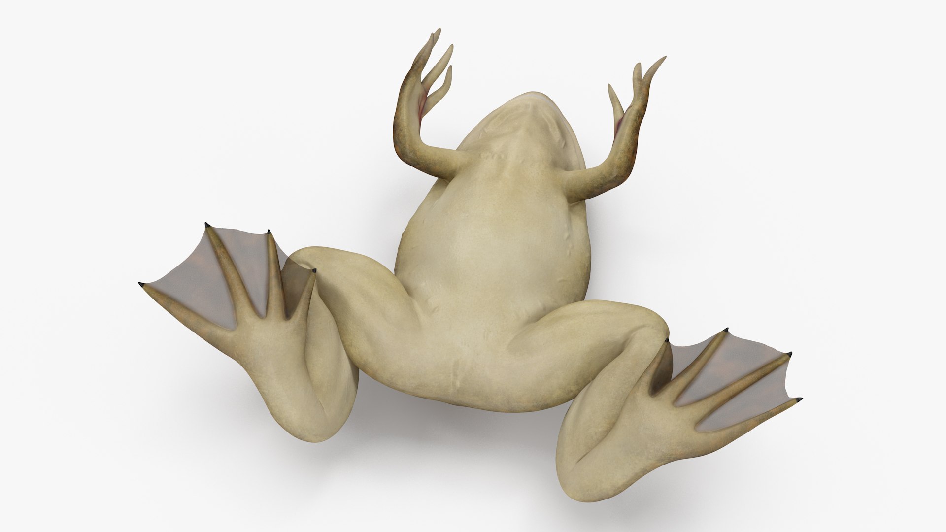 African Claw-toe Frog Sits Pose 3D model https://p.turbosquid.com/ts-thumb/VW/K7b6kM/hc/africanclawtoefrogsitspose3dsmodel012/jpg/1696020342/1920x1080/fit_q87/3734e5e2bdf600db266780facee691ae92f0b89b/africanclawtoefrogsitspose3dsmodel012.jpg