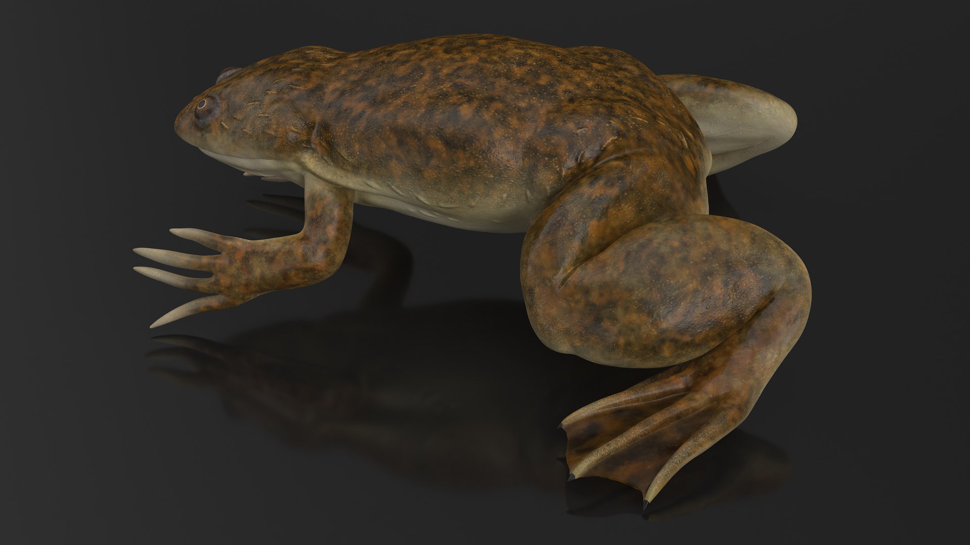 African Claw-toe Frog Sits Pose 3D model https://p.turbosquid.com/ts-thumb/VW/K7b6kM/ko/africanclawtoefrogsitspose3dsmodel005/jpg/1696020312/1920x1080/fit_q87/525d5703afb59f42b6d625032ef8482a61269d52/africanclawtoefrogsitspose3dsmodel005.jpg