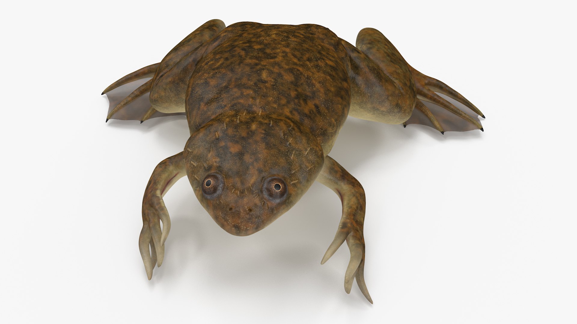 African Claw-toe Frog Sits Pose 3D model https://p.turbosquid.com/ts-thumb/VW/K7b6kM/o6/africanclawtoefrogsitspose3dsmodel008/jpg/1696020325/1920x1080/fit_q87/dfc4ba20c76443f7d88247d0490d6240d68d6c08/africanclawtoefrogsitspose3dsmodel008.jpg